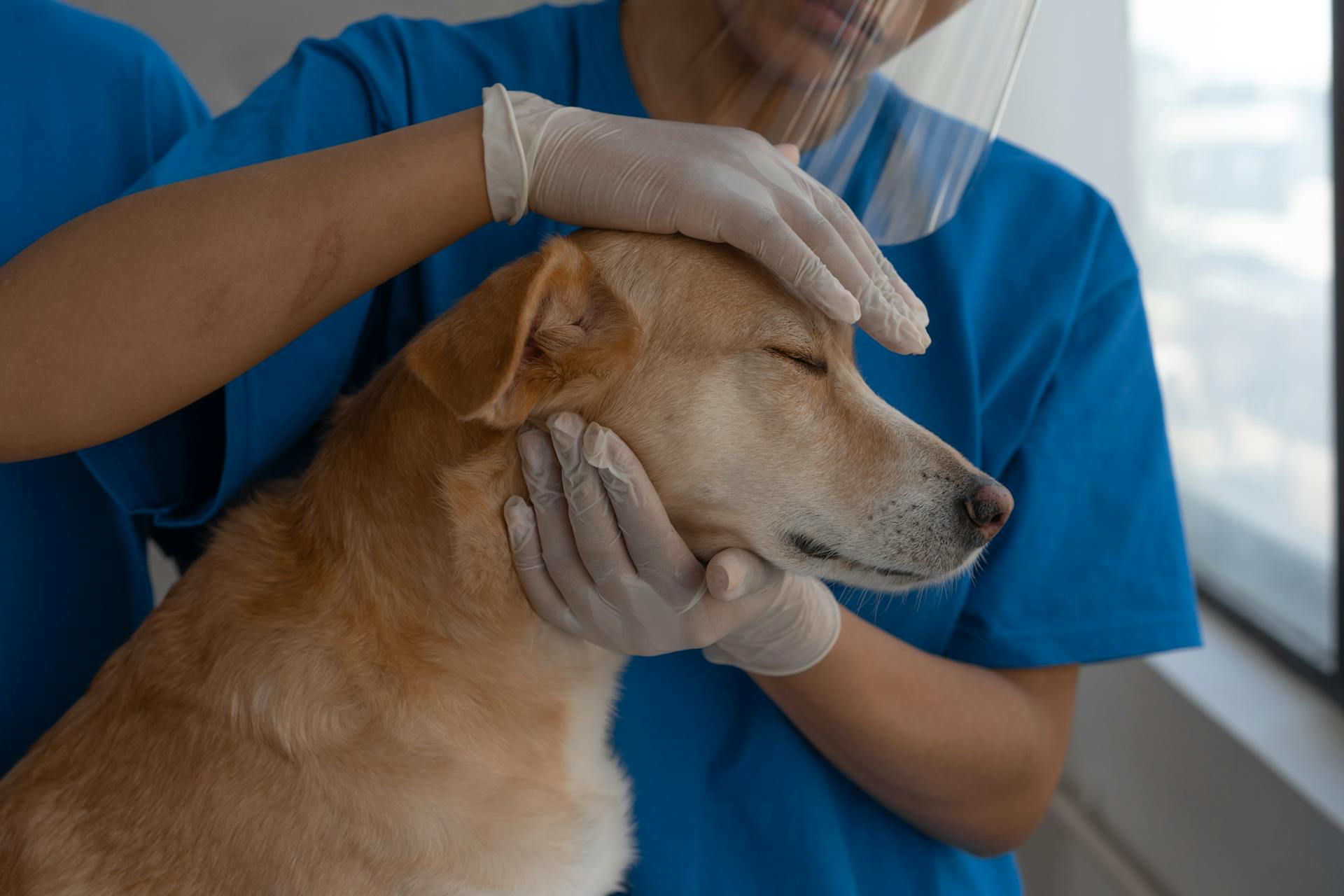 Compassionate Veterinary Care in Bangladesh